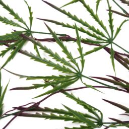Leaf Pack of 12 x 100cm Artificial Hanging Acer Spider Plant in Green - Size: 12 x 100 cm - thumbnail 3