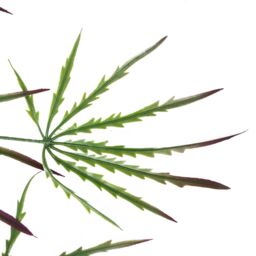 Leaf Pack of 12 x 100cm Artificial Hanging Acer Spider Plant in Green - Size: 12 x 100 cm - thumbnail 4