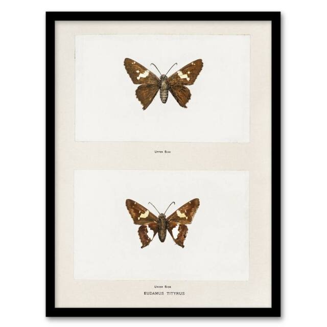 "Artery8 Silver Spotted Skipper Butterfly Denton Framed Wall Art Print in White - Size: W12"" x H16""" - image 1