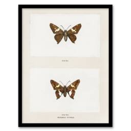 "Artery8 Silver Spotted Skipper Butterfly Denton Framed Wall Art Print in White - Size: W12"" x H16""" - thumbnail 1