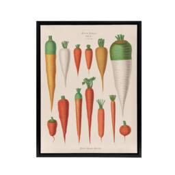 "Artery8 Carrots Vegetables Kitchen Ernst Benary Framed Canvas Wall Art Print in White - Size: W12"" x H16""" - thumbnail 1