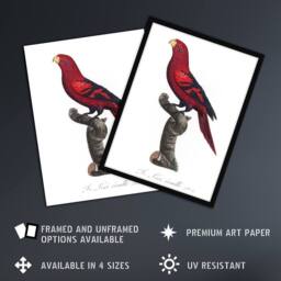 "Artery8 The Violet Necked Lory Parrot Levaillant Wall Art Poster Print in White - Size: W12"" x H16""" - thumbnail 2