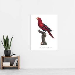"Artery8 The Violet Necked Lory Parrot Levaillant Wall Art Poster Print in White - Size: W12"" x H16""" - thumbnail 4