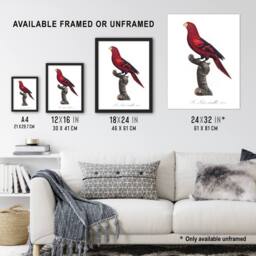 "Artery8 The Violet Necked Lory Parrot Levaillant Wall Art Poster Print in White - Size: W12"" x H16""" - thumbnail 3