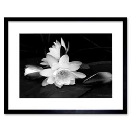 "Artery8 White Lotus Flower Bloom Black Photo Home Decor 12x16"" Framed Art - Size: W12"" x H16""" - thumbnail 1