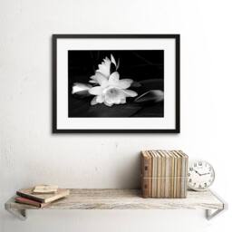 "Artery8 White Lotus Flower Bloom Black Photo Home Decor 12x16"" Framed Art - Size: W12"" x H16""" - thumbnail 2