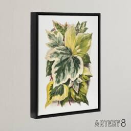 "Artery8 Ivy Leaf Variations Vintage Botanical Hibberd Framed Canvas Wall Art in Green - Size: W18"" x H24""" - thumbnail 2