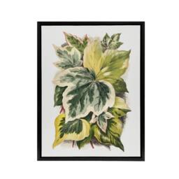 "Artery8 Ivy Leaf Variations Vintage Botanical Hibberd Framed Canvas Wall Art in Green - Size: W18"" x H24""" - thumbnail 1