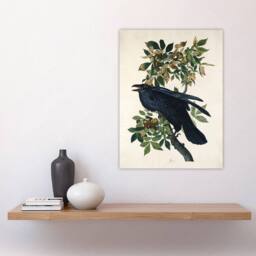 "Artery8 Birds of America Raven Audubon Nature Wall Art Print Poster in White - Size: W12"" x H16""" - thumbnail 4