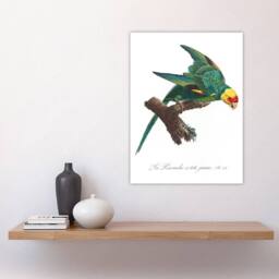 "Artery8 The Yellow Crowned Parakeet Levaillant Wall Art Poster Print in White - Size: W18"" x H24""" - thumbnail 4