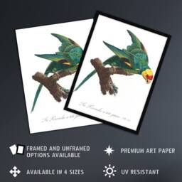 "Artery8 The Yellow Crowned Parakeet Levaillant Wall Art Poster Print in White - Size: W18"" x H24""" - thumbnail 2