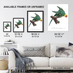 "Artery8 The Yellow Crowned Parakeet Levaillant Wall Art Poster Print in White - Size: W18"" x H24""" - thumbnail 3