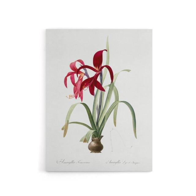 "Artery8 Aztec Lily Botanical Redoute Vintage Canvas Wall Art in White - Size: W18"" x H24""" - image 1