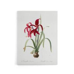 "Artery8 Aztec Lily Botanical Redoute Vintage Canvas Wall Art in White - Size: W18"" x H24""" - thumbnail 1