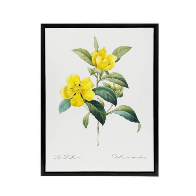 "Artery8 Golden Guinea Vine Flowers Redoute Black Framed Canvas Wall Art in White - Size: W24"" x H32""" - image 1