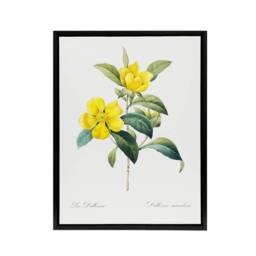 "Artery8 Golden Guinea Vine Flowers Redoute Black Framed Canvas Wall Art in White - Size: W24"" x H32""" - thumbnail 1