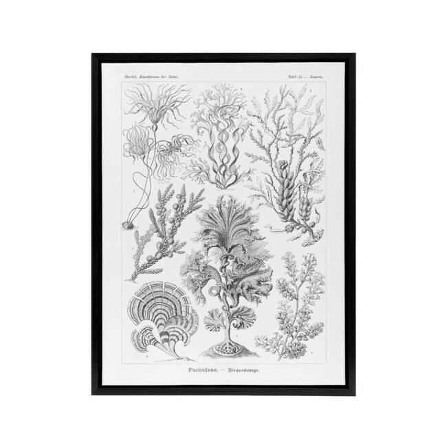 "Artery8 Algae Seaweed Species Haeckel Botanical Black Framed Canvas Wall Art in White - Size: W12"" x H16""" - image 1