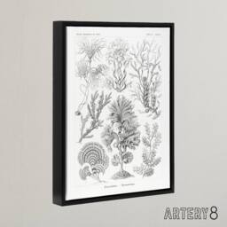 "Artery8 Algae Seaweed Species Haeckel Botanical Black Framed Canvas Wall Art in White - Size: W12"" x H16""" - thumbnail 2