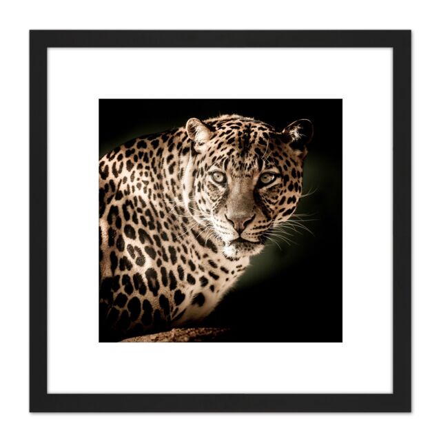 Artery8 Leopard Big Cat Spots Photo 8X8 Inch Square Wooden Framed Wall Art Print Picture with Mount in Black - image 1