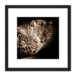 Artery8 Leopard Big Cat Spots Photo 8X8 Inch Square Wooden Framed Wall Art Print Picture with Mount in Black - thumbnail 1
