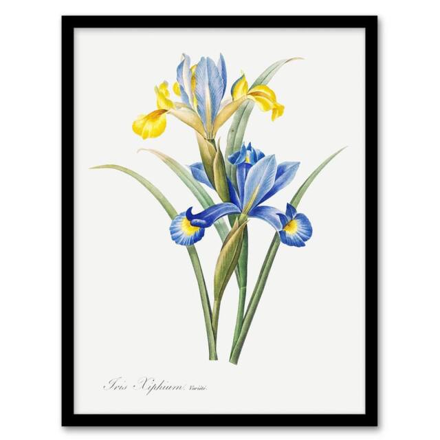 Artery8 Spanish iris Botanical Redoute Vintage Framed Wall Art Print in White - Size: A4 - image 1
