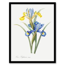 Artery8 Spanish iris Botanical Redoute Vintage Framed Wall Art Print in White - Size: A4 - thumbnail 1