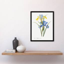 Artery8 Spanish iris Botanical Redoute Vintage Framed Wall Art Print in White - Size: A4 - thumbnail 4