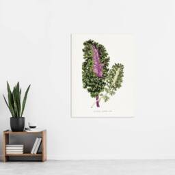 "Artery8 AF Lydon Benjamin Fawcett Green Wild Cabbage Leaf Wall Art Print in White - Size: W12"" x H16""" - thumbnail 4