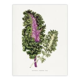 "Artery8 AF Lydon Benjamin Fawcett Green Wild Cabbage Leaf Wall Art Print in White - Size: W12"" x H16""" - thumbnail 1