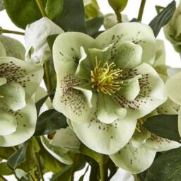 Lemon Pavilion Furniture and Decor Large Hellebore in Pot - Plastic - L52 x W52 x H85 cm - Green/Taupe in Brown - thumbnail 5