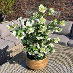 Lemon Pavilion Furniture and Decor Large Hellebore in Pot - Plastic - L52 x W52 x H85 cm - Green/Taupe in Brown - thumbnail 2