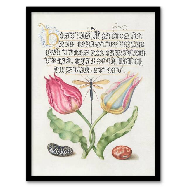 Artery8 Model Book of Calligraphy Framed Wall Art Tulip Ichneumon Wasp & Beans in White - Size: A4 - image 1