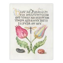 Artery8 Model Book of Calligraphy Framed Wall Art Tulip Ichneumon Wasp & Beans in White - Size: A4 - thumbnail 3