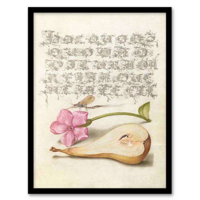 Artery8 Model Book of Calligraphy Framed Wall Art Mayfly Red Campion & Pear in Beige - Size: A4 - image 1