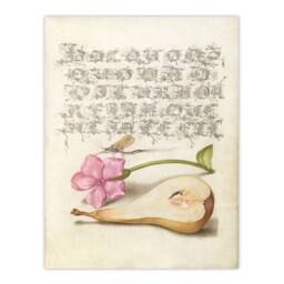 Artery8 Model Book of Calligraphy Framed Wall Art Mayfly Red Campion & Pear in Beige - Size: A4 - thumbnail 3