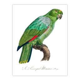 Artery8 Francois Levaillant Framed Wall Art The Southern Mealy Amazon Parrot in White - Size: A4 - thumbnail 3