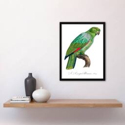 Artery8 Francois Levaillant Framed Wall Art The Southern Mealy Amazon Parrot in White - Size: A4 - thumbnail 2