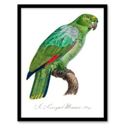 Artery8 Francois Levaillant Framed Wall Art The Southern Mealy Amazon Parrot in White - Size: A4 - thumbnail 1