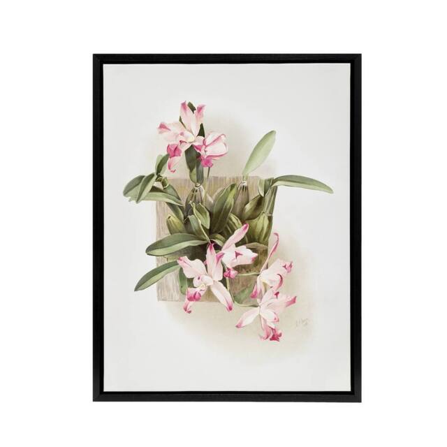"Artery8 F Sander Laelia Autumnalis Xanthotropis Orchid Framed Canvas Art Print - Size: W12"" x H16""" - image 1