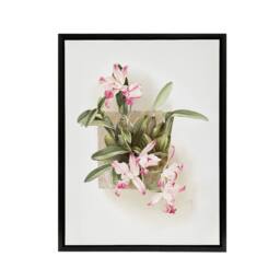 "Artery8 F Sander Laelia Autumnalis Xanthotropis Orchid Framed Canvas Art Print - Size: W12"" x H16""" - thumbnail 1
