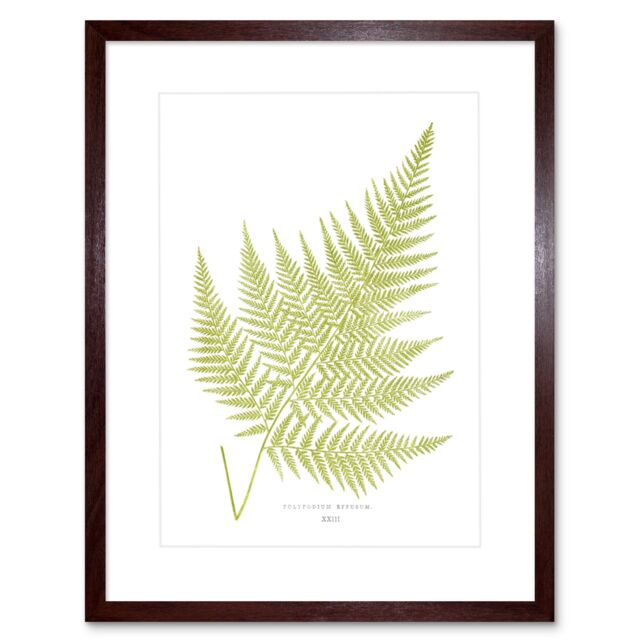 "Artery8 Wall Art Print Fern Polypodium Eppusum Art Framed 9x7 inch in Brown - Size: W7"" x H9""" - image 1