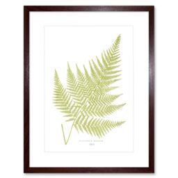 "Artery8 Wall Art Print Fern Polypodium Eppusum Art Framed 9x7 inch in Brown - Size: W7"" x H9""" - thumbnail 1