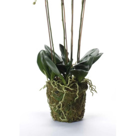 Emerald Artificial Phalaenopsis with Moss White 90 cm 20.355 - thumbnail 3