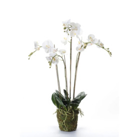 Emerald Artificial Phalaenopsis with Moss White 90 cm 20.355 - thumbnail 1