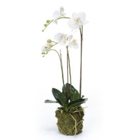 Emerald Artificial Phalaenopsis Orchid 70 cm White - thumbnail 2