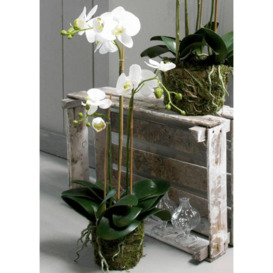 Emerald Artificial Phalaenopsis Orchid 70 cm White - thumbnail 1