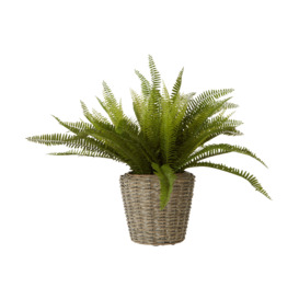 Fiori Boston Fern Succulent, Faux Fern