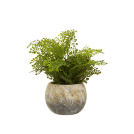 Fiori Fern With Cement Pot, Botanical Charm