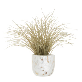 Fiori Grass Plant, Rustic charm