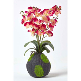 Phalaenopsis Artificial Orchid with Natural Base, 60 cm Tall
